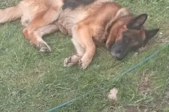 Пропала собака, 27К-072, Заречье