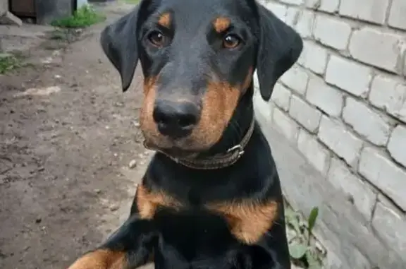 Найдена собака, , фото: Пропала собака в Старой Малыкле, Димитровград