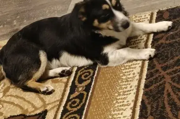 Пропала собака, ул. Бородина 59, Симферополь