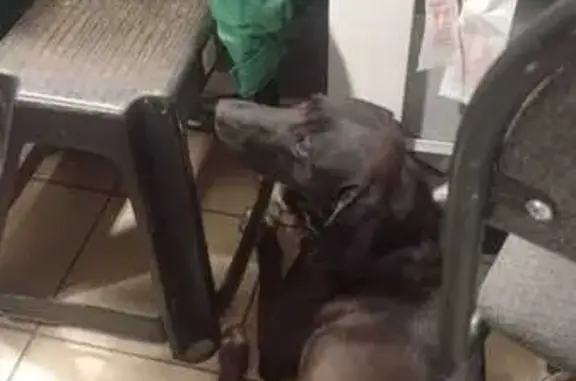 Найдена собака, Балашиха, фото: Собака найдена в Магните, Балашиха, 75