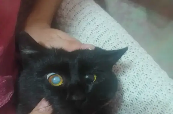 Найдена кошка, Омск, фото: Найдена черная кошка, ул. 20 лет РККА 234А