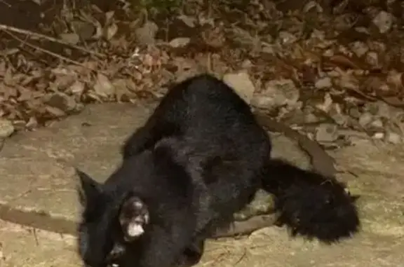 Кошки потеряшки, Тула, фото: Потеряшка крупный черный кот, Калужское ш., 5