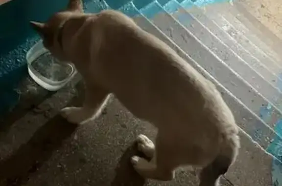 Найдена собака, Новосибирск, фото: Найдена собака, пр. Карла Маркса, Новосибирск