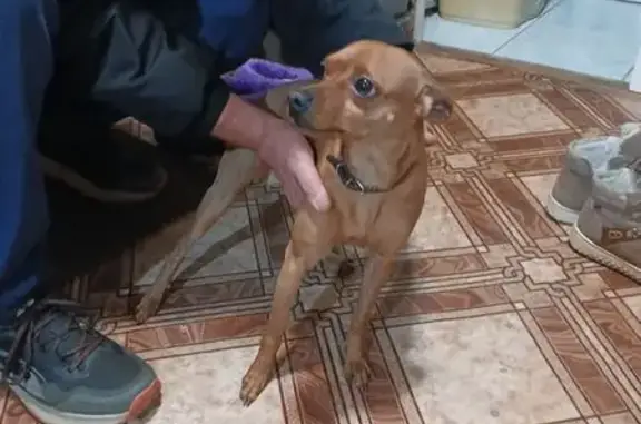 Найдена собака, , фото: Найдена собака на 2-й Советской, 74Б