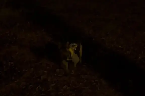 Найдена собака, Казань, фото: Собака найдена на улице Чехова, Казань