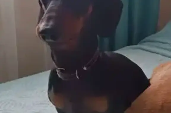 Найдена собака, , фото: Собака найдена на А-229, Долинино