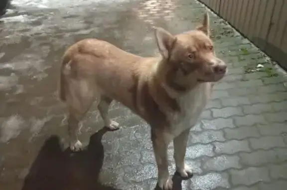 Найдена собака, Псков, фото: Собака у магазина, Народная 51, Псков