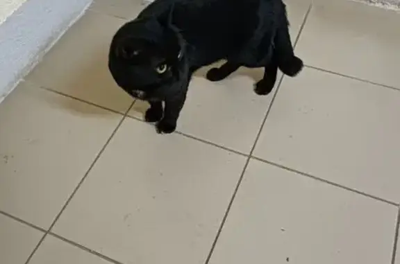 Найдена кошка, Иваново, фото: Кошка найдена: ул. Куконковых, 141, Иваново