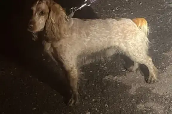 Найдена собака, , фото: Спаниель найден: Лесная ул., Тольятти