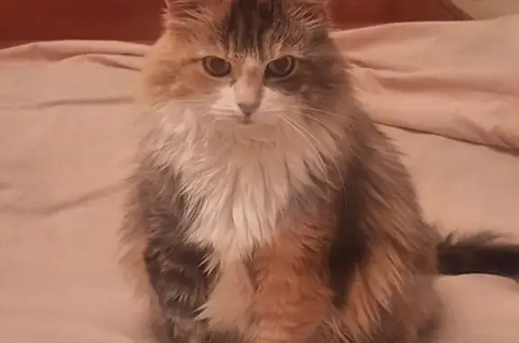 Кошки потеряшки, Орловская область, фото: Потеряшка кошка, Орёл, Орловская область