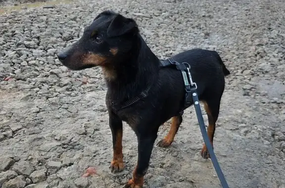 Найдена собака, Московская область, фото: Найдена собака на Пятницком шоссе