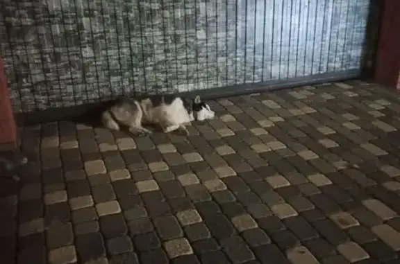 Найдена собака, Курск, фото: Собака найдена: 1-й Офицерский пер., 9Б