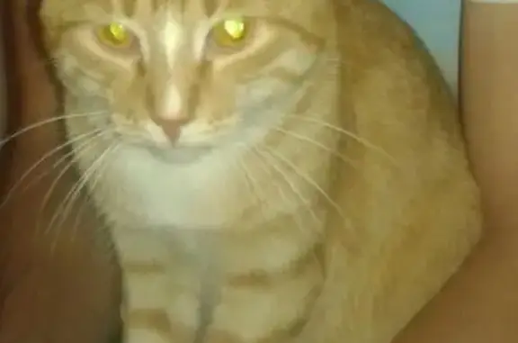 Пропал кот Шантик, Ветошкина 109, Вологда