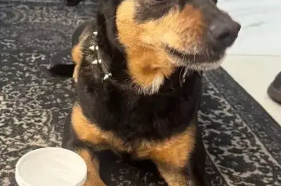 Найдена собака, Москва, фото: Собака найдена: ул. Измайловский Вал, Москва