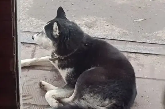 Найдена собака, , фото: Найдена собака, ул. Дзержинского, 91