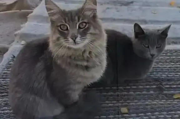 Пропала кошка, ул. Павлюхина 110В, Казань