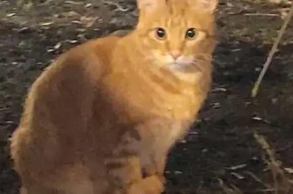Найдена кошка, Москва, фото: Рыжая кошка найдена на Денисовском 3/5