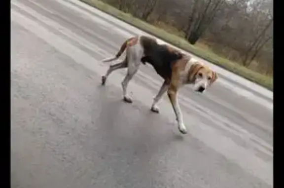 Пропала собака в Пензенской области