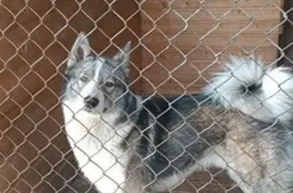 Пропала собака в д. Папивино, МО