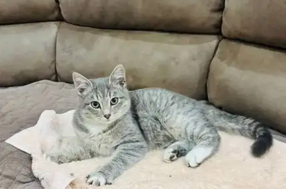 Найдена кошка, , фото: Котёнок найден: ул. Сумская, 32, Пенза