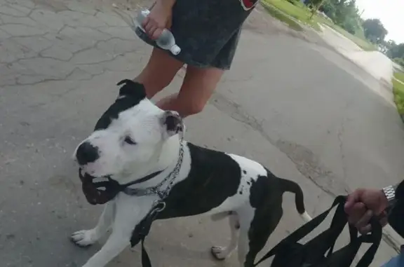 Белый с тёмными пятнами, добрый. Убежал на прогулке с поводка