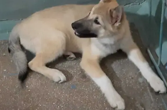 Найдена собака, Новосибирск, фото: Собака найдена: Геодезическая 9, Новосибирск