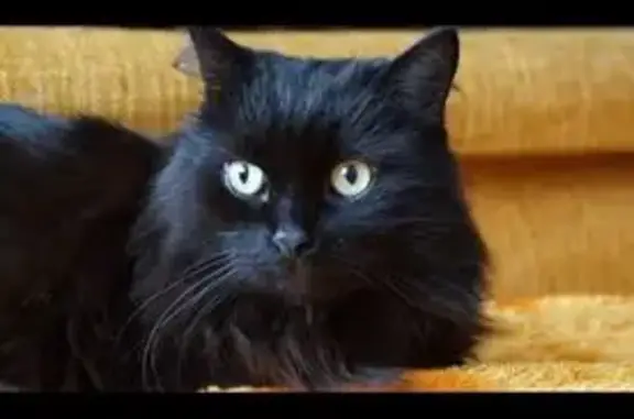 Кошки потеряшки, Пионерский, фото: Потеряшка кошка, Вокзальная ул., 14