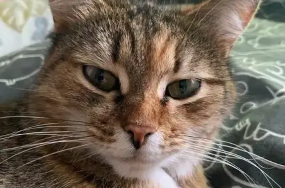 Пропала кошка, Чайковский, Пермский край