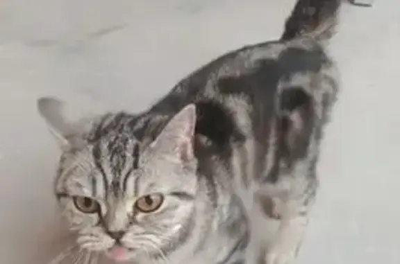 Найдена кошка, Тюменская область, фото: Кошка найдена в Перевалово, Тюмень