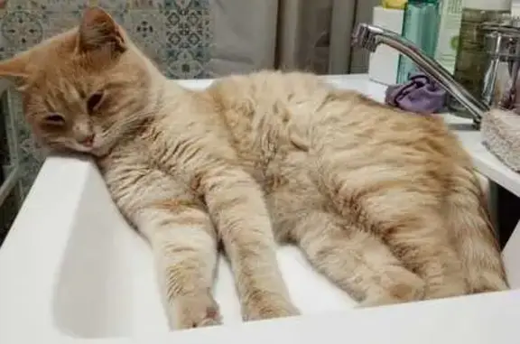 Пропал кот, Сосны, Ростовская область