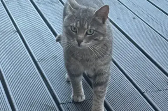 Пропала кошка в Коккорево, Ленобласть