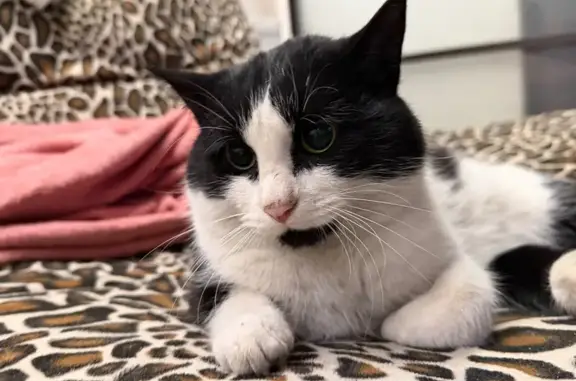 Найдена кошка, Краснодар, фото: Кошка найдена на ул. 70 лет Октября, Краснодар