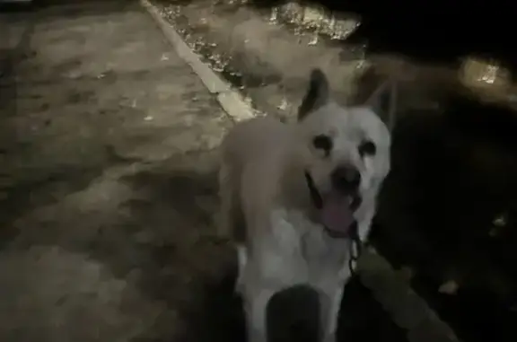 Найдена собака, Воронеж, фото: Собака найдена: пр. Патриотов, 51, Воронеж