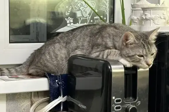 Пропал кот Гриша, ул. Лакина, 129В