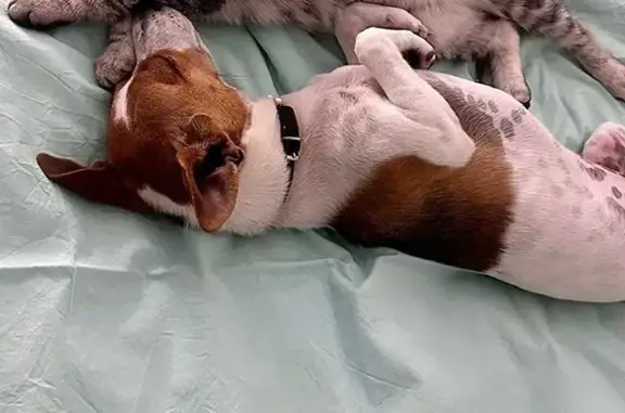 Пропала собака, ул. Мустая Карима