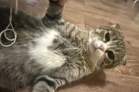 Найдена кошка, Омск, фото: Найдена кошка, ул. Я. Гашека, Омск