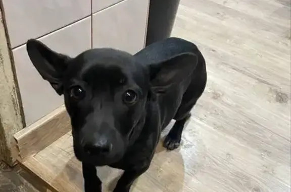 Найдена собака, , фото: Собака найдена на Юбилейной, 3