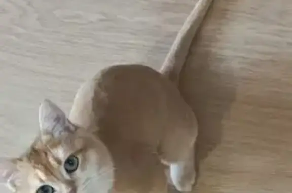 Пропала кошка, Бертюльская ул., Астрахань