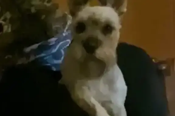 Пропала собака на Партизанской, 2, Фокино