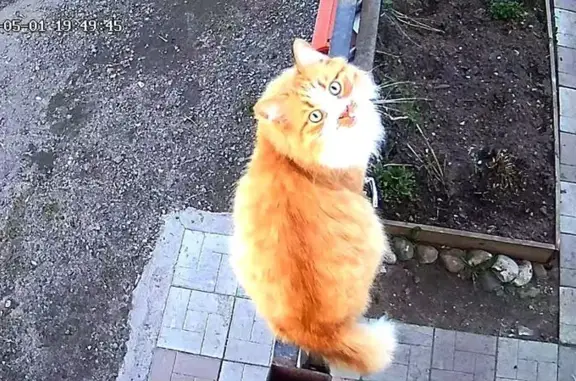 Кошки потеряшки, Тверь, фото: Потеряшка кот Фантик на Баррикадной, 43