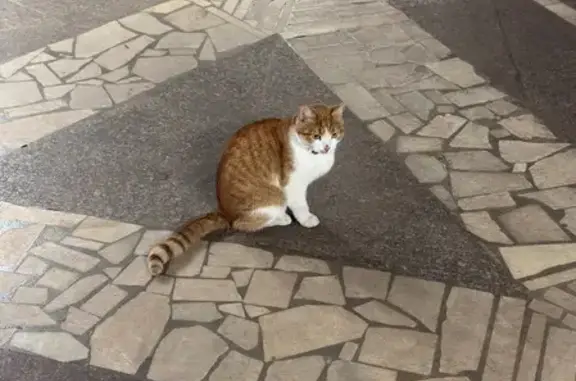 Найдена кошка, Нижний Новгород, фото: Кошка найдена у метро Ленинская, НН