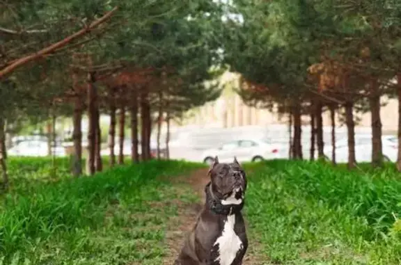 Пропала собака, Каенлинское СП, Татарстан