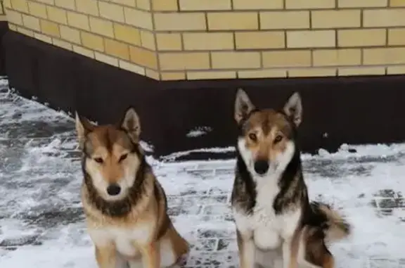 Пропали лайки в районе д. Якушево