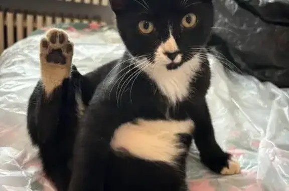 Найдена кошка, Белгород, фото: Кошка найдена на Щорса, 55А, Белгород