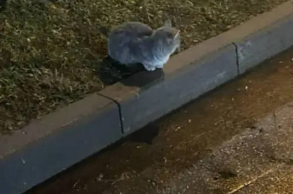 Найдена кошка, Казань, фото: Кошка найдена на Камалеева, 30, Казань