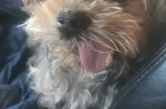 Собаки потеряшки, Раменское, фото: Потеряшка собака, ул. Зелёная, 11, Раменское