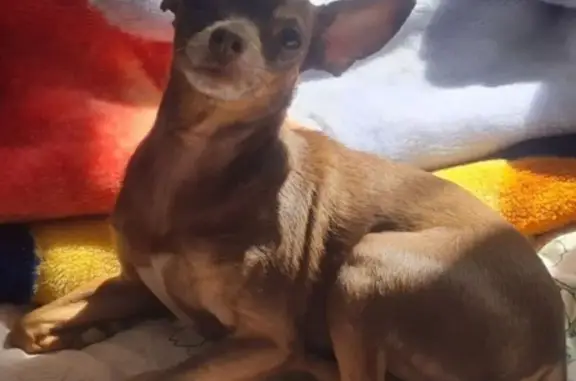 Собаки потеряшки, Краснодар, фото: Потеряшка собака Гера, ул. Ярославского 79