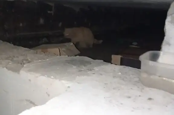 Найдена кошка, Ростов-на-Дону, фото: Рыжий кот найден на Заводской 25, Ростов-на-Дону