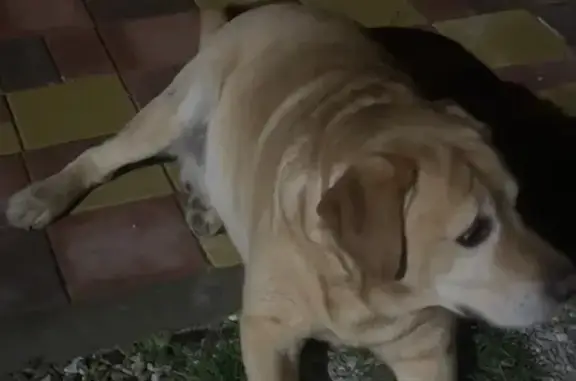 Найдена собака, Геленджик, фото: Найден лабрадор, Ялтинская 10, Геленджик