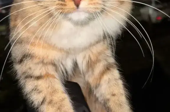 Найдена кошка, Владимир, фото: Кошка найдена: пр. Строителей, 16А